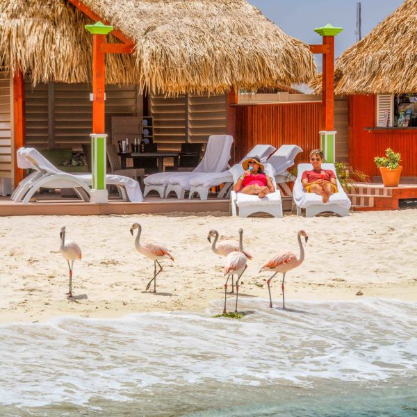 a flock of seagulls standing on a beach