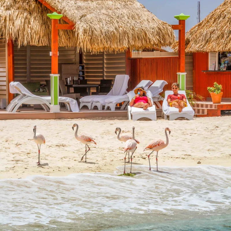 a flock of seagulls standing on a beach