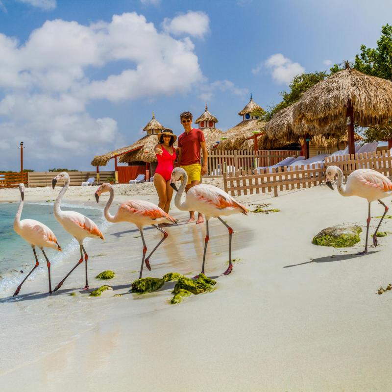 a bird standing on a beach