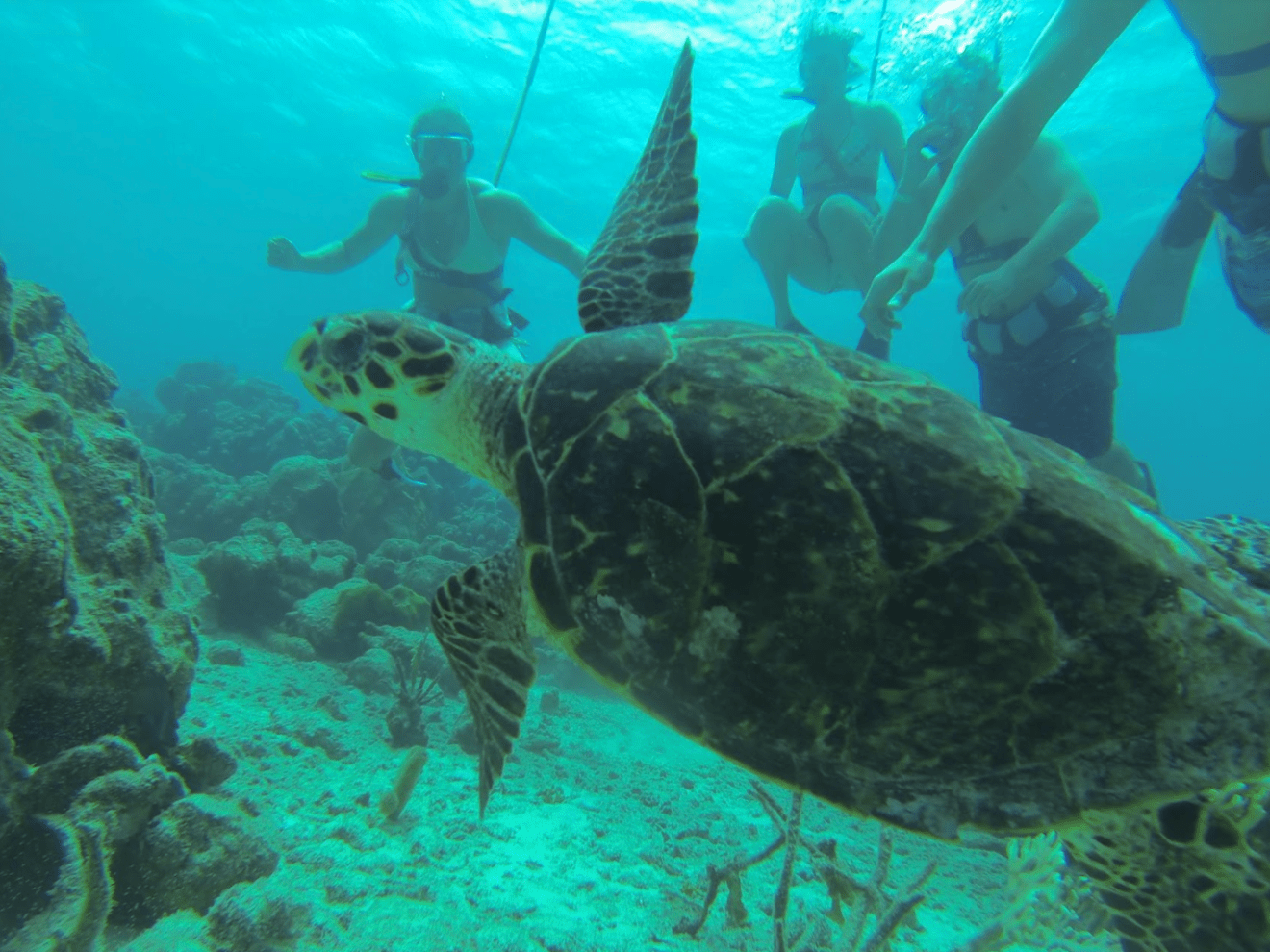 a turtle swimming under water