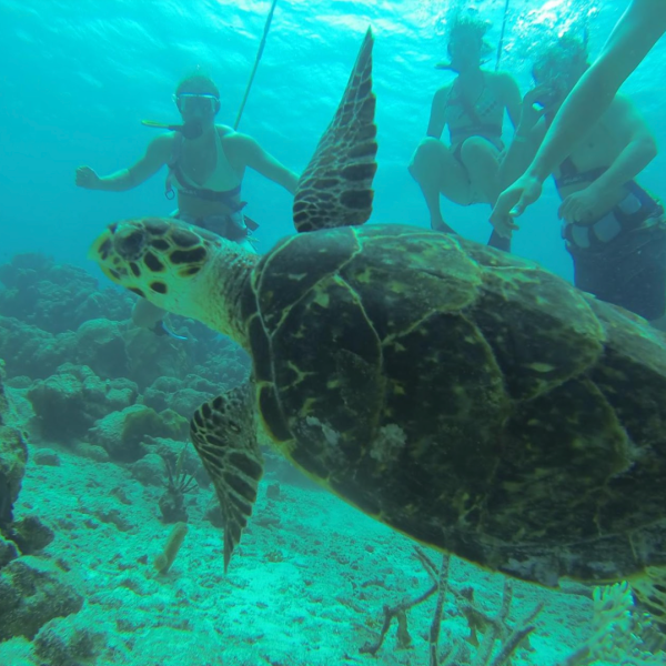 a turtle swimming under water