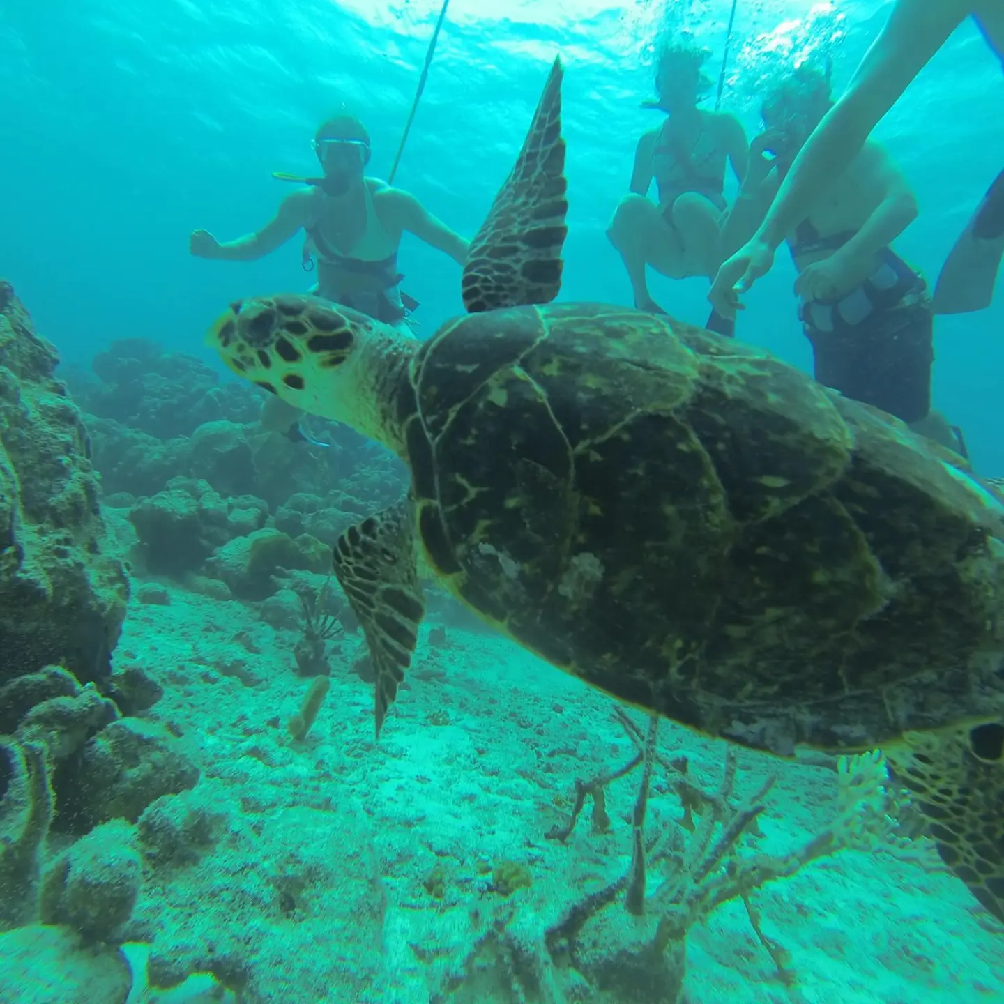 a turtle swimming under water