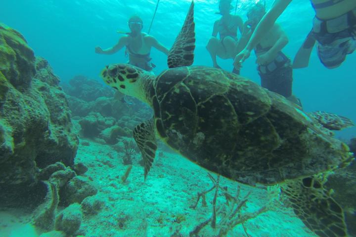 a turtle swimming under water