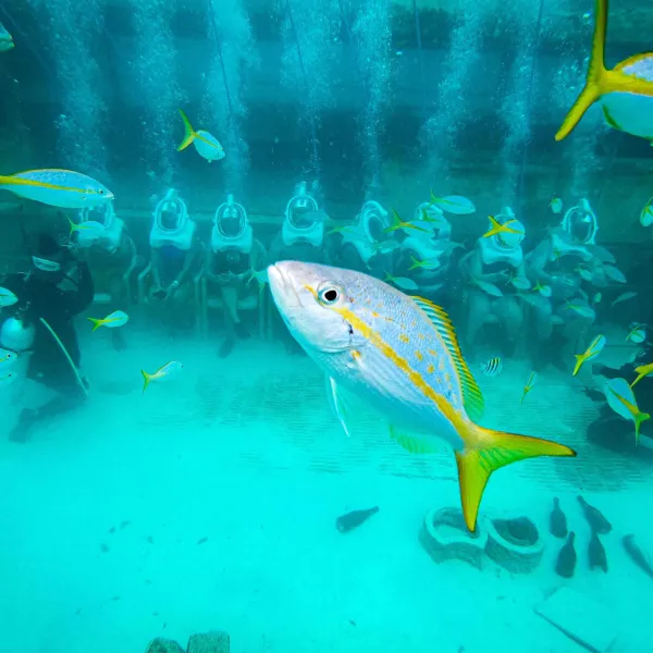 a cat swimming in a pool of water