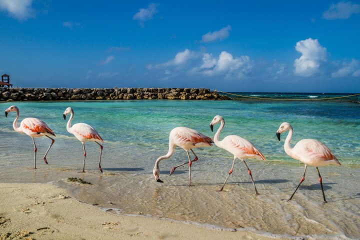 a flock of seagulls standing on a beach