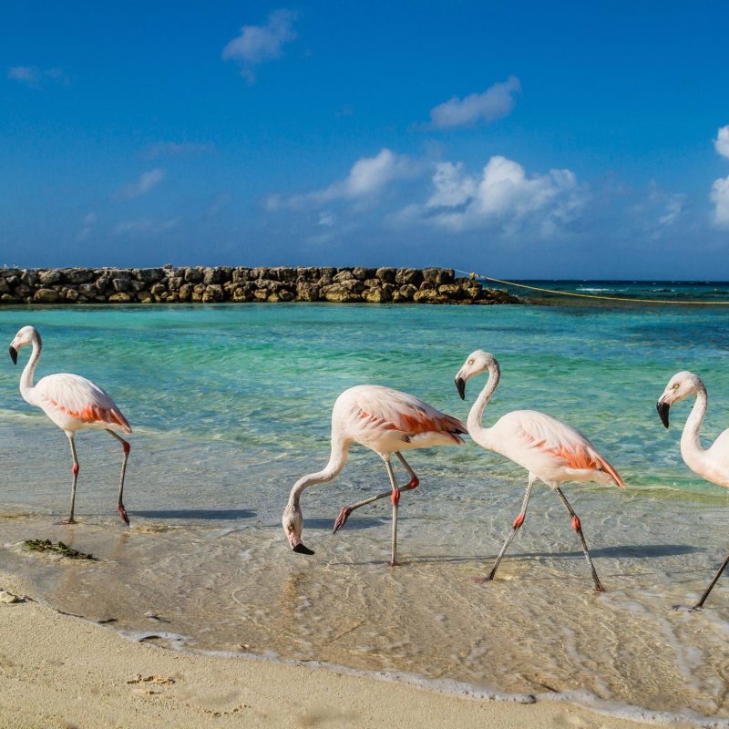 a flock of seagulls standing on a beach