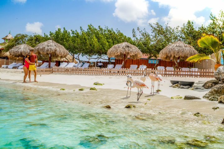 a herd of cattle standing on top of a sandy beach