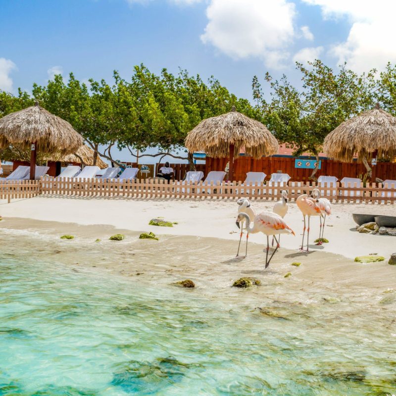a herd of cattle standing on top of a sandy beach