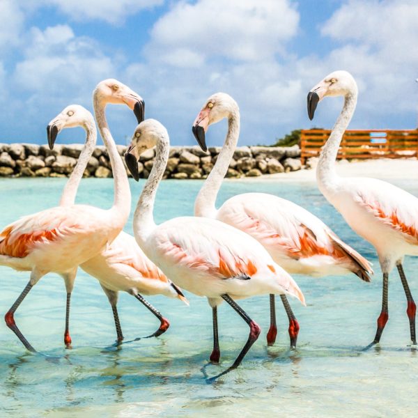 a bird standing next to a body of water