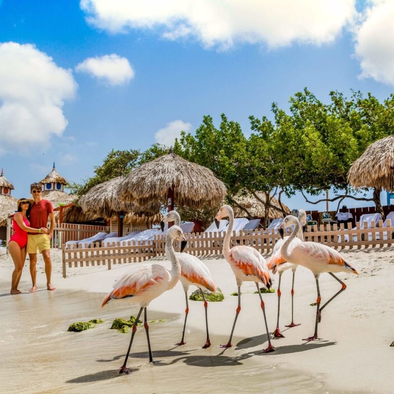 a bird standing on top of a sandy beach