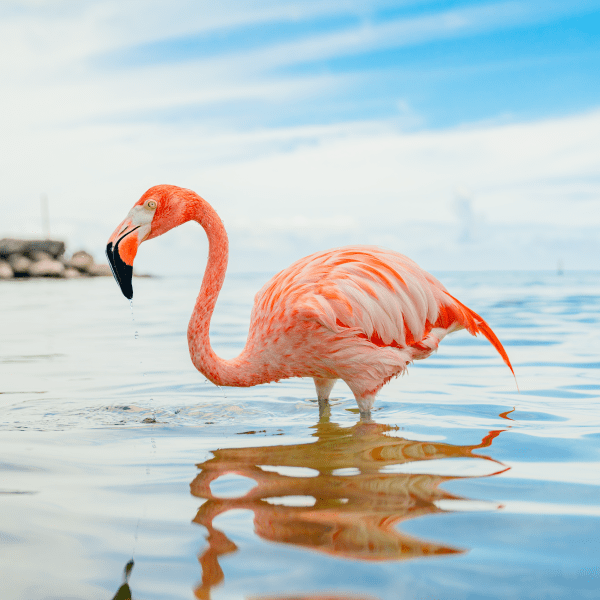Pink flamingo standing in shallow water under a blue sky.