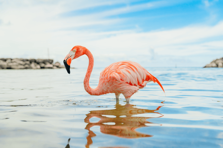 Pink flamingo standing in shallow water under a blue sky.