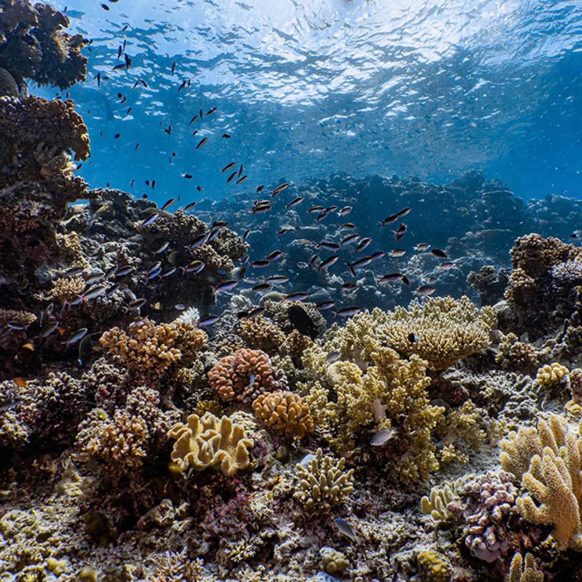 Corals at De Palm Island