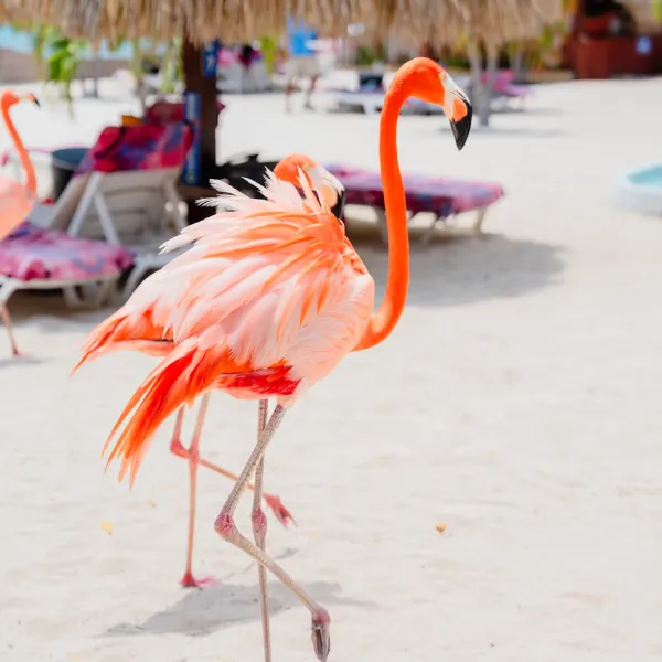 Pink flamingo standing on sand near beach huts.