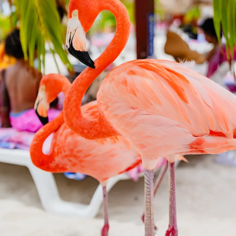 Two flamingos standing on a sandy beach with palm leaves overhead.